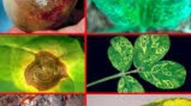 Timeline: HISTORIA DE LA FITOPATOLOGIA