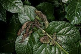 11. Enfermedades fungosas 1845 y 1852