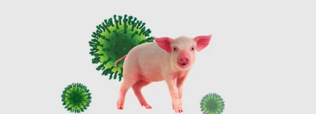 Brote de gripe porcina