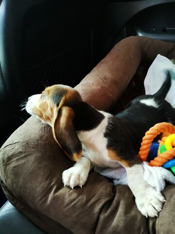 TUVE MI PRIMERA MASCOTA