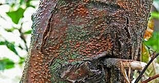 Destrucción de casi todos los castaños americanos (1904–1940)