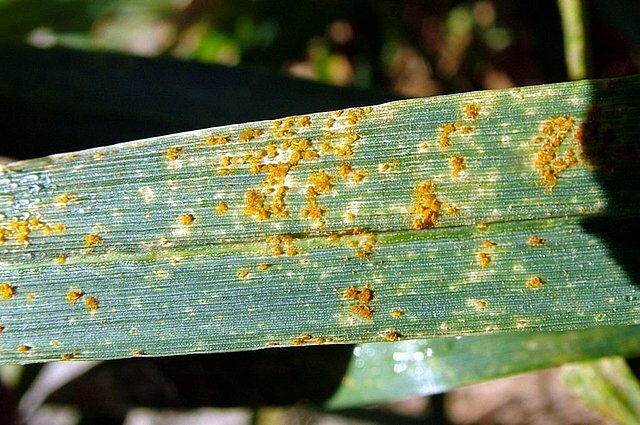 Evidencias y causas microbianas a favor del carbón y las royas del trigo y el centeno