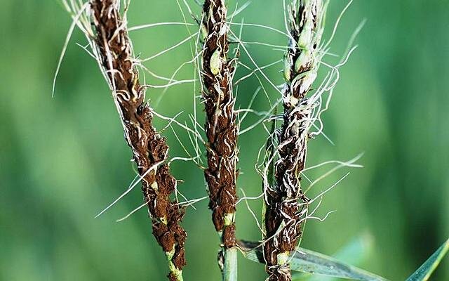 Evidencias que confirmaban los hallazgos de Prévost de un hongo como causa del carbón del trigo