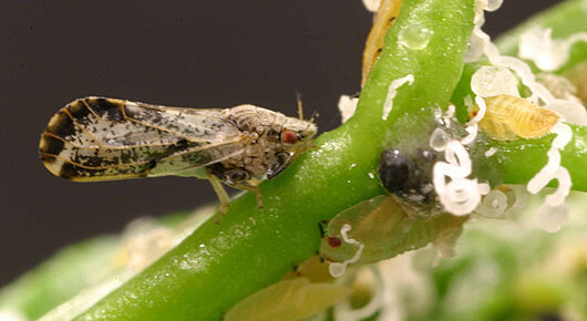 Aparece Huanglongbing HLB de loc citricos an America