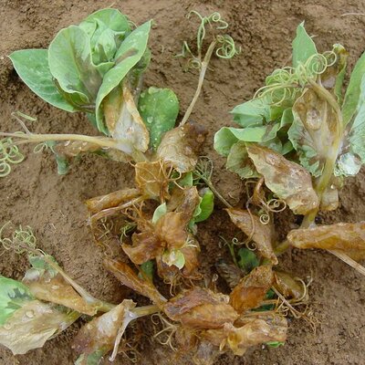 Timeline: HISTORIA DE LAS TEORIAS DEL ORIGEN DE LA ENFERMEDAD