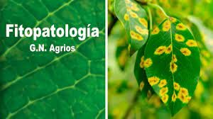 TAXONOMÍA DE LAS ENFERMEDADES