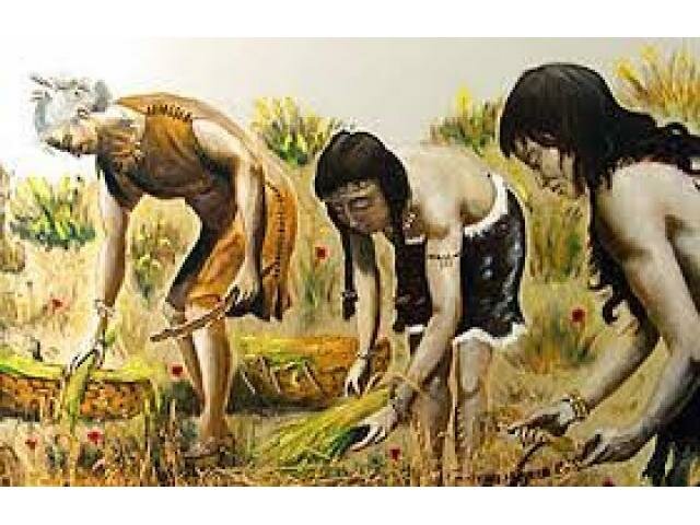 Primeras enfermedades infecciosas de plantas - "samana" y "mehru"