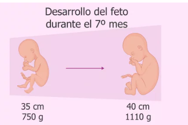 Desarrollo de 25 a 28 semanas Síntomas de bebé