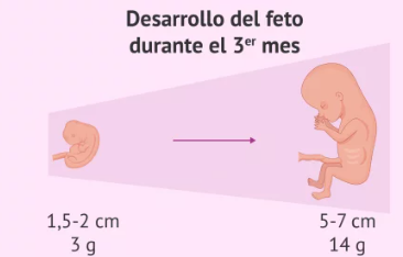 Desarrollo DE 9 A 12 SEMANAS Del feto y síntomas en la mujer