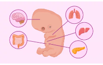 MES 2 COMIENZA LA ORGNOGÉNESIS