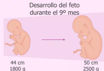Desarrollo de 33 a 36 semanas ultimo trimestre