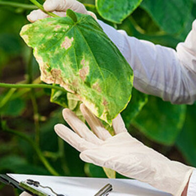 Timeline: Historia de los conceptos de causa y enfermedad: paralelismo entre la Medicina y la Fitopatología