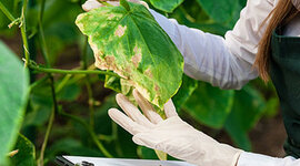 Timeline: Historia de los conceptos de causa y enfermedad: paralelismo entre la Medicina y la Fitopatología