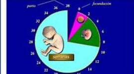 Timeline: DESARROLLO PRENATAL