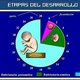 Desarrollo prenatal