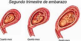 SEGUNDO TRIMESTRE ( CUARTO MES)