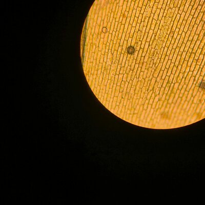 Timeline: El surgimiento de la teoría celular.