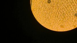 Timeline: El surgimiento de la teoría celular.