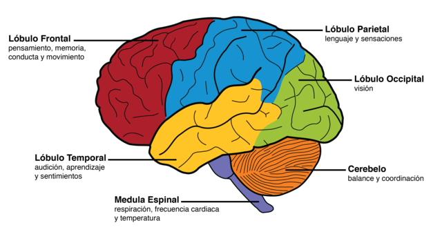 Movimiento Frenológico