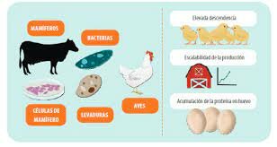 Primera proteína animal recombinante