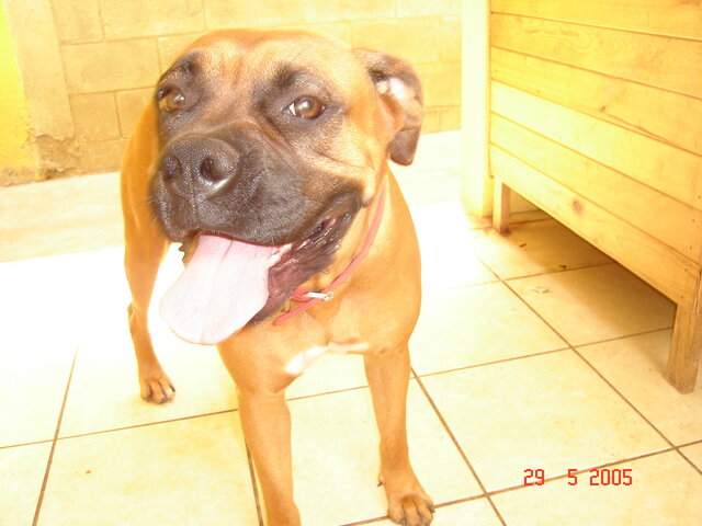 El Fallecimiento de mi Mascota