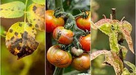 Timeline: Fase 1 - Paralelismo entre la medicina y la fitopatología