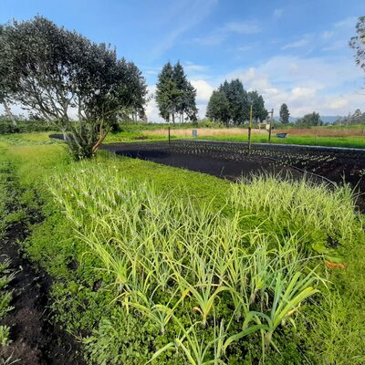 Timeline: ORIGEN DE LAS FITOPATOLOGÍAS