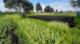 Timeline: ORIGEN DE LAS FITOPATOLOGÍAS