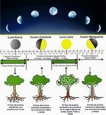 La teoria cosmica o sideral