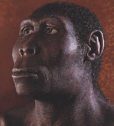 Homo erectus