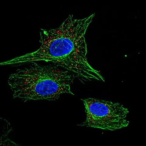 Creación del microscopio de fluorescencia