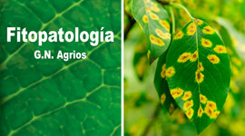 Timeline: Fase 1 - Origen de la enfermedad y generalidades de los fitopatógenos - Karen Andrea Diaz Vanegas.