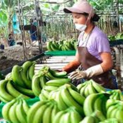 Timeline: TRANSFORMACIÓN DEL BANANO