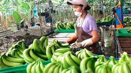 Timeline: TRANSFORMACIÓN DEL BANANO