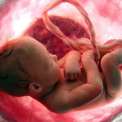 Timeline: Desarrollo prenatal.