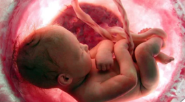 Timeline: Desarrollo prenatal.