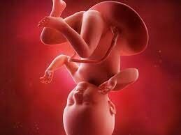 8vo. Mes de embarazo