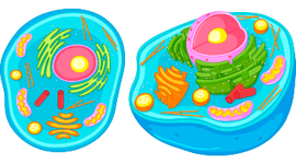 Timeline: Teoría celular