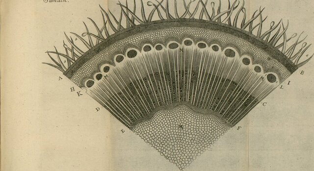 Marcelo Malpighi y Nahmiah Grew