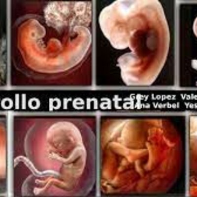 Timeline: Desarrollo Prenatal