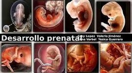 Timeline: Desarrollo Prenatal