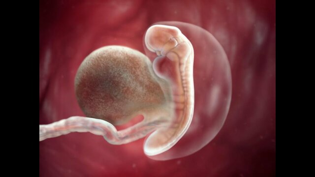 1° MES DE GESTACIÓN