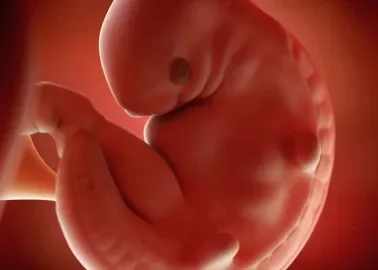 2° MES DE GESTACION