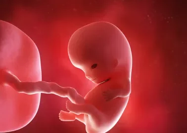 3° MES DE GESTACION