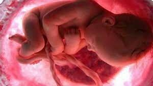 7° MES DE GESTACIÓN