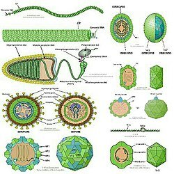 TAXONOMÍA DE LAS ENFERMEDADES