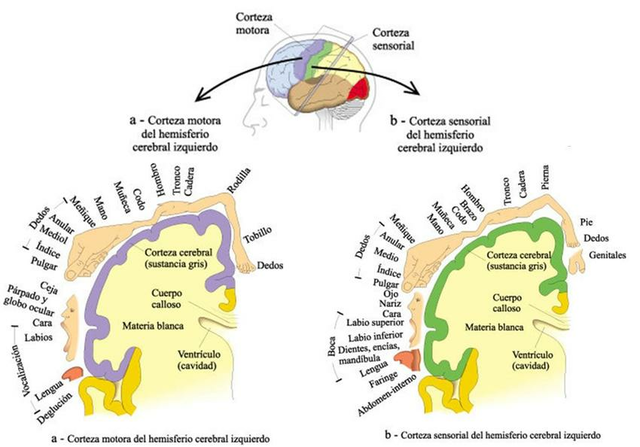 Segundo avance en el enfoque localizacionalista del lenguaje