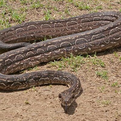 Timeline: Lampalagua: Etología y Fragmentación del Hábitat