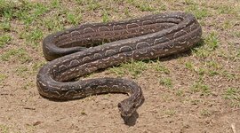 Timeline: Lampalagua: Etología y Fragmentación del Hábitat