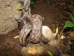 Comportamiento ingestivo